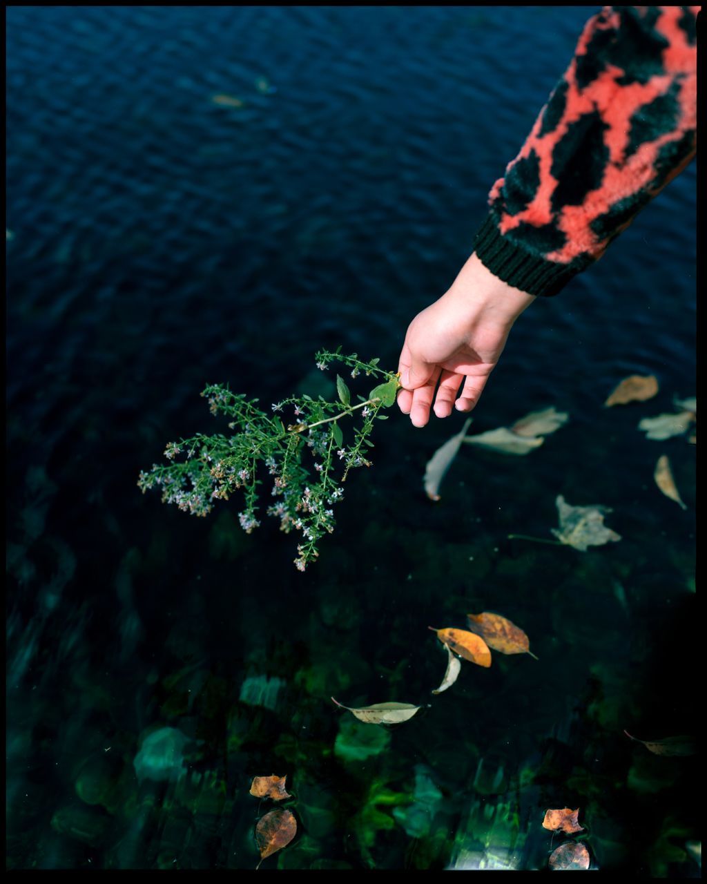 human hand, hand, human body part, one person, real people, plant, nature, day, water, holding, lifestyles, leisure activity, leaf, unrecognizable person, plant part, outdoors, body part, freshness, finger, human limb