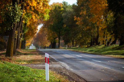 Road amidst trees in city
