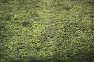 High angle view of fish underwater