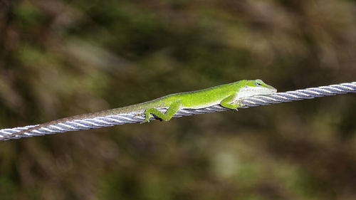 Close-up of a lizard on fence