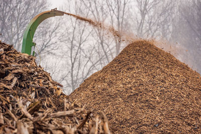 Close-up of dried plant in winter