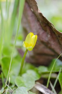 Close-up of yellow flowering plant