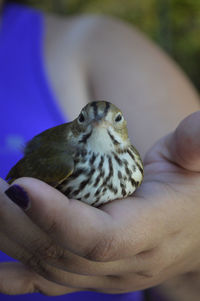 Close up of a bird