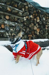 Dog standing on snow