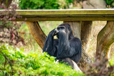 Close-up of monkey