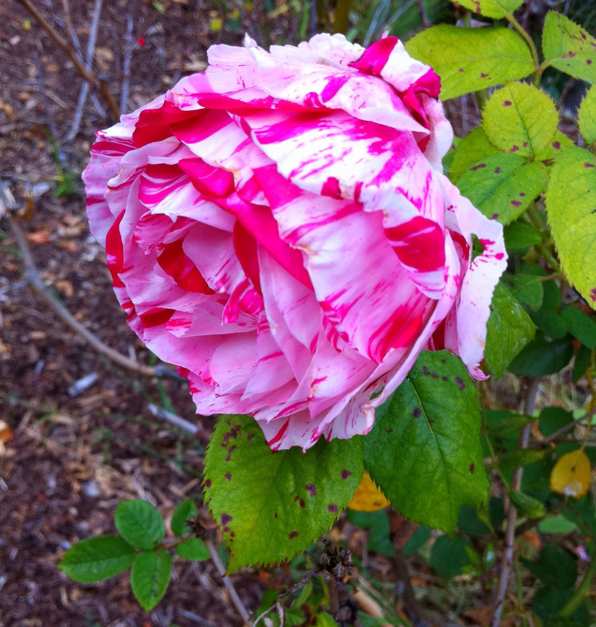 flower, petal, freshness, fragility, pink color, growth, flower head, leaf, beauty in nature, close-up, nature, blooming, plant, focus on foreground, single flower, rose - flower, in bloom, pink, outdoors, day