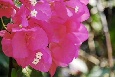 Close-up of pink bougainvillea blooming outdoors