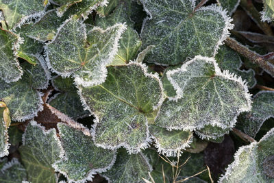 Close-up of frozen leaves