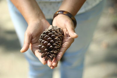 Close-up of hands holding pine cone