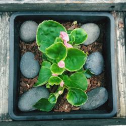 High angle view of potted plant on window