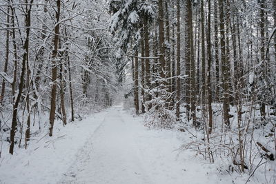 Snow covered land and bare trees in forest