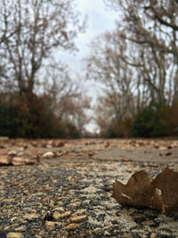 Surface level of road in forest