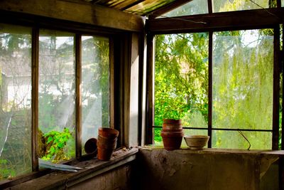 Plants seen through glass window