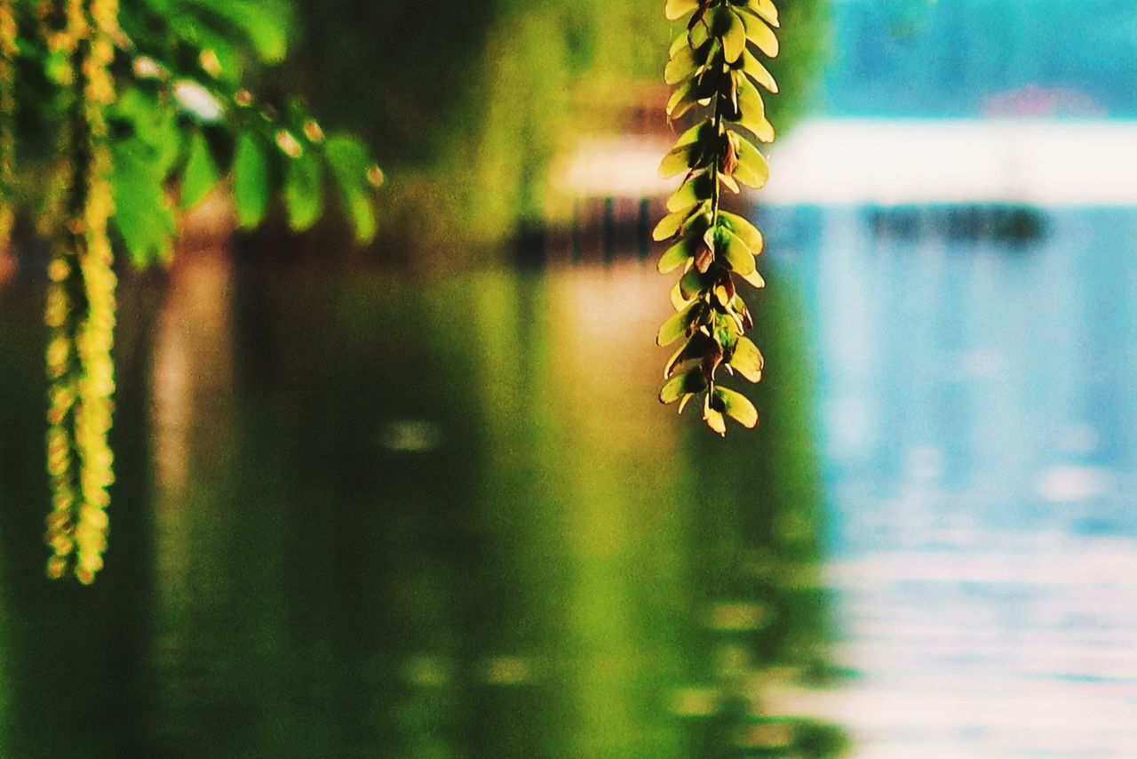 green, water, nature, plant, reflection, leaf, yellow, flower, no people, beauty in nature, focus on foreground, sunlight, day, lake, tree, close-up, tranquility, growth, outdoors, macro photography, branch, selective focus, plant part, animal, animal themes, animal wildlife, wildlife