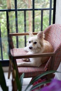 Dog sitting on chair at home