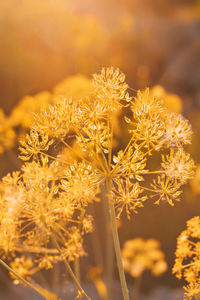 Close-up of yellow flowering plant