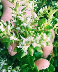 Close-up of hand holding flowers