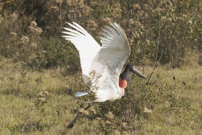 Bird flying over a field