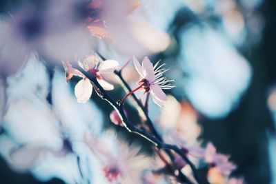 Close-up of flowers on tree