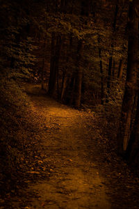 View of trees growing in forest