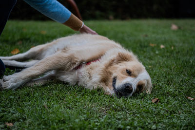 Low section of man with dog on grass