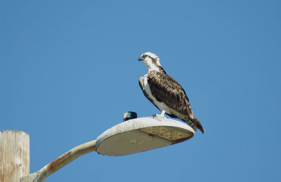 Low angle view of owl perching on clear blue sky