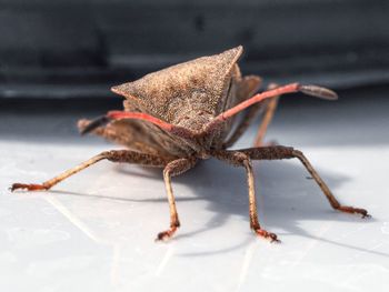 Close-up of insect