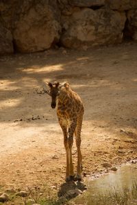 Giraffe standing on rock