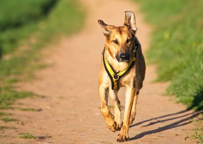 Portrait of dog running on land