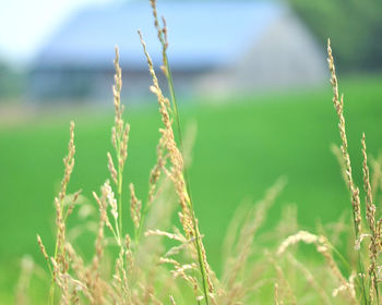 Close-up of wheat growing on field