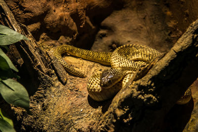 Close-up of lizard on rock