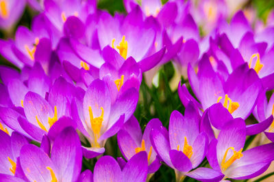 Close-up of pink crocus flowers