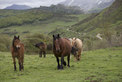 Horses in a field