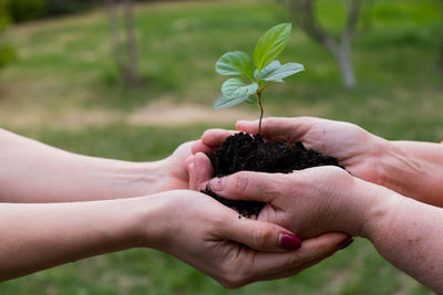 Cropped image of hand holding plant