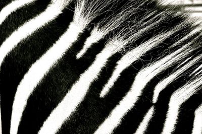 Close-up of human eye