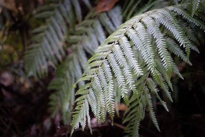 Close-up of fern leaves