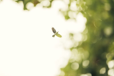 Close-up of a bird flying