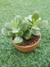 High angle view of succulent plant