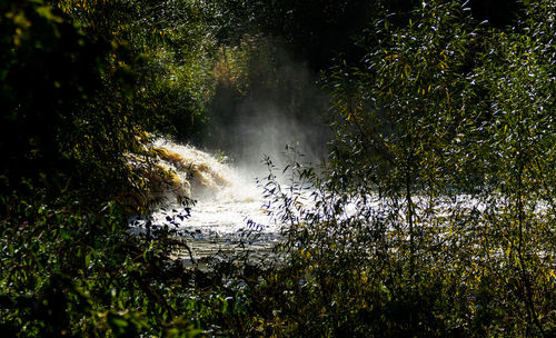 Scenic view of waterfall in forest