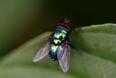Close-up of insect on leaf