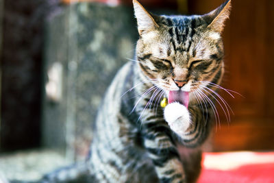Close-up portrait of a cat