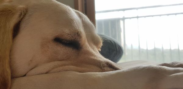 Close-up of dog sleeping at home