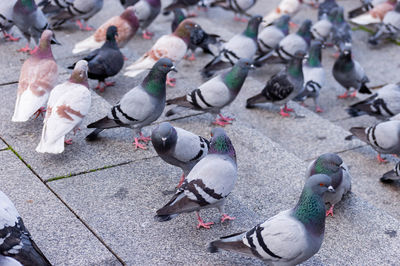 High angle view of pigeons feeding on street