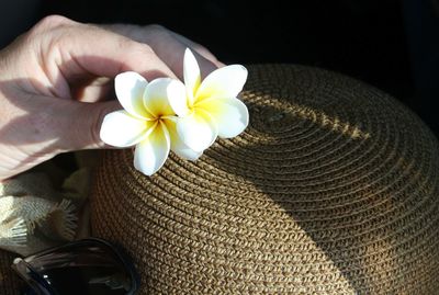 Cropped hand holding frangipanis by hat