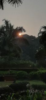 Scenic view of palm trees on landscape against sky