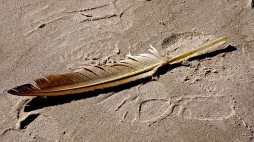 Close-up of feather on sand