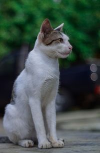 Close-up of a cat looking away