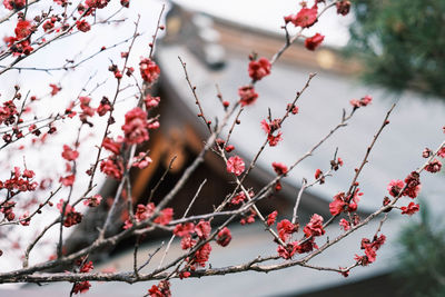 Close-up of red berries on tree