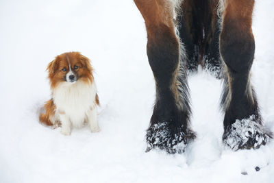 Portrait of dogs on snow covered field