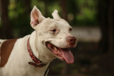 Close-up of dog sticking out tongue outdoors